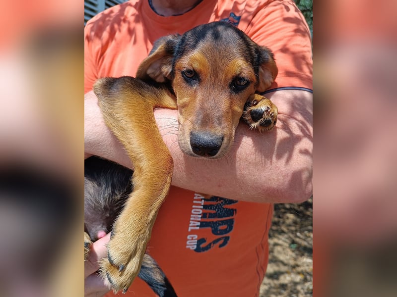 Bimini Welpe Jagdhund Mischling Rüde sucht Zuhause oder Pflegestelle