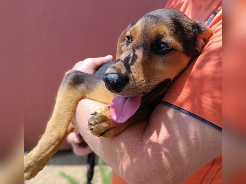 Bimini Welpe Jagdhund Mischling Rüde sucht Zuhause oder Pflegestelle