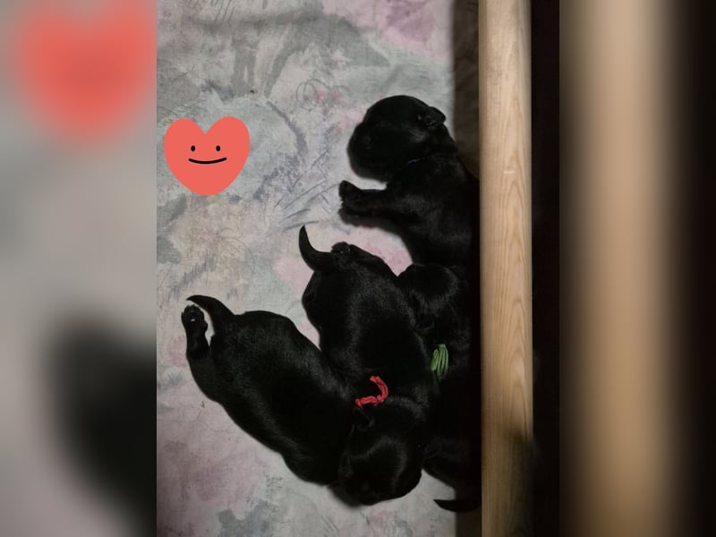 Affenpinscher Welpen WT 11.04.2025