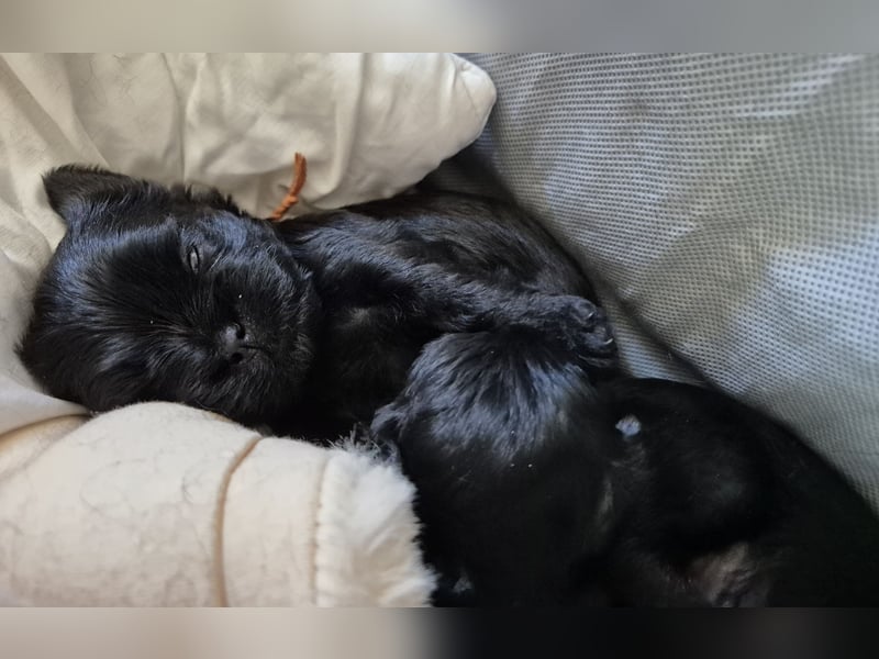 Affenpinscher Welpen WT 11.04.2025