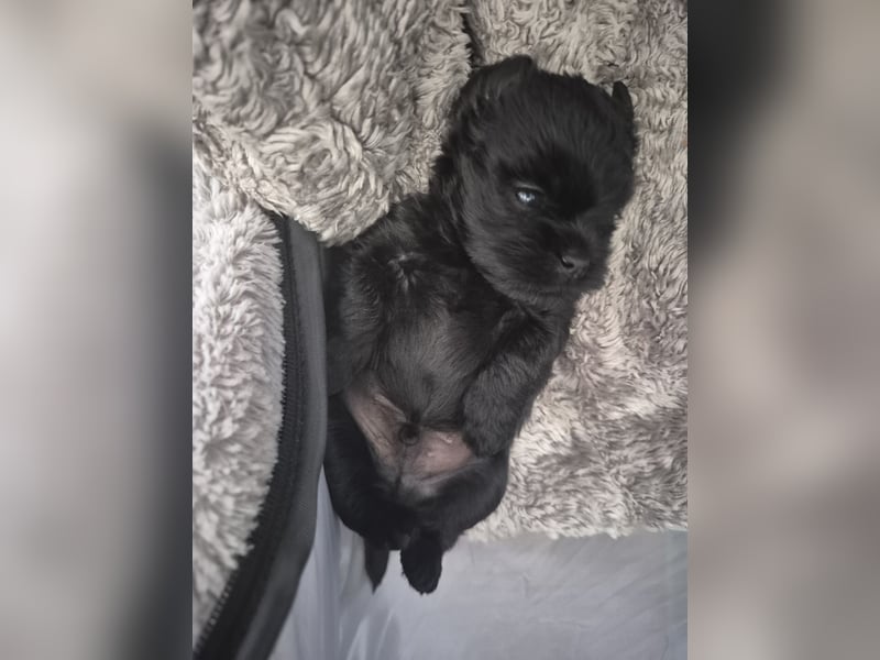 Affenpinscher Welpen WT 11.04.2025