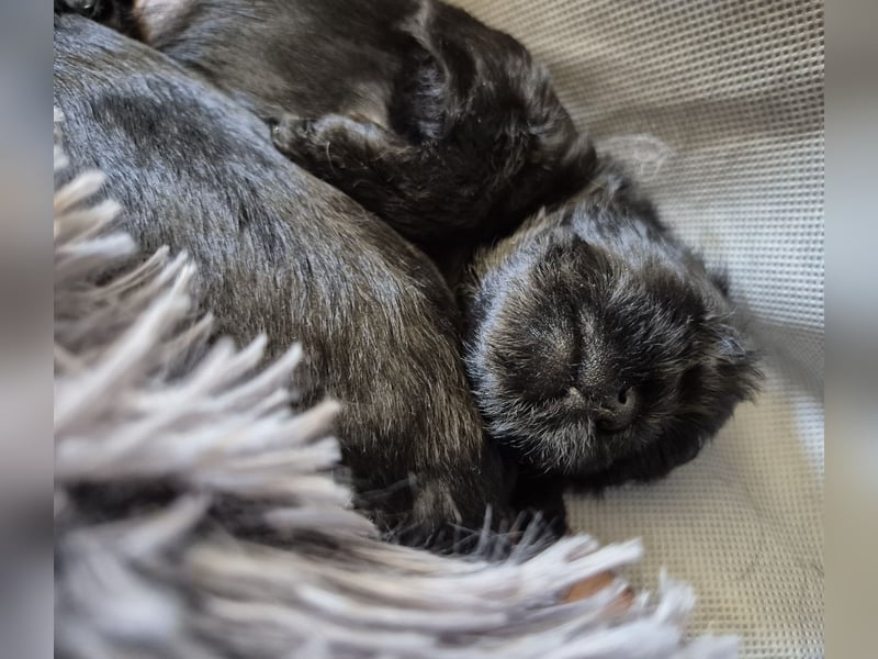 Affenpinscher Welpen WT 11.04.2025