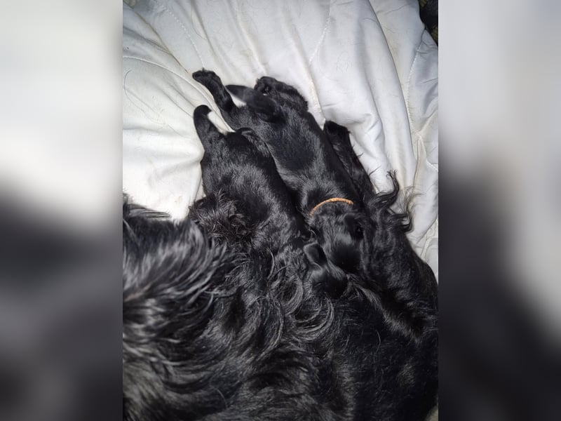 Affenpinscher Welpen WT 11.04.2025