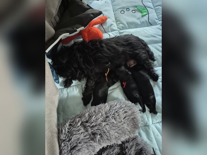 Affenpinscher Welpen WT 11.04.2025