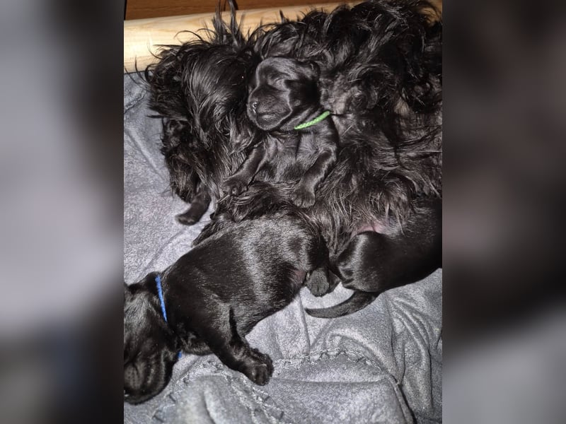 Affenpinscher Welpen WT 11.04.2025