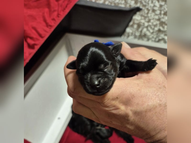 Affenpinscher Welpen WT 11.04.2025