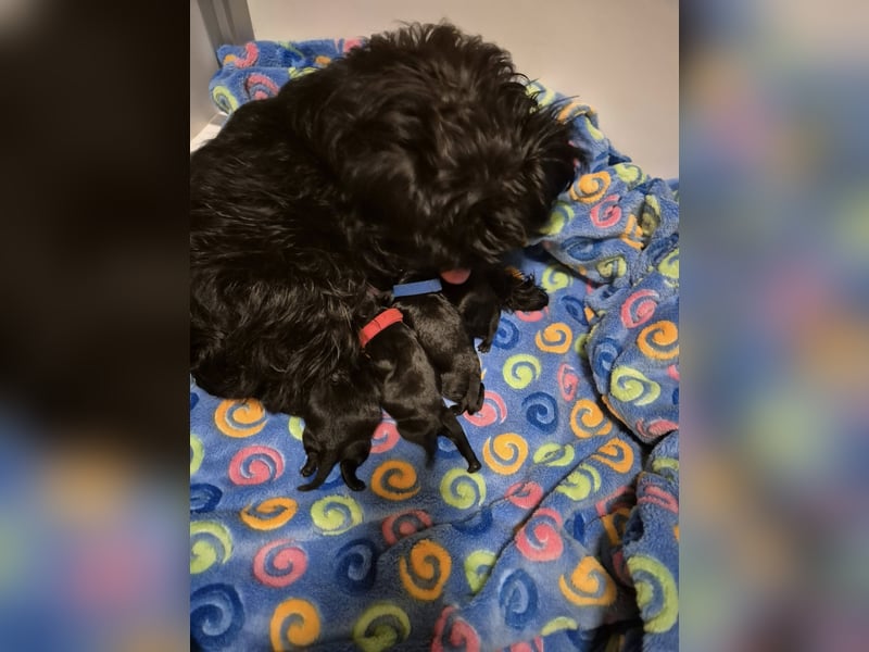 Affenpinscher Welpen WT 11.04.2025