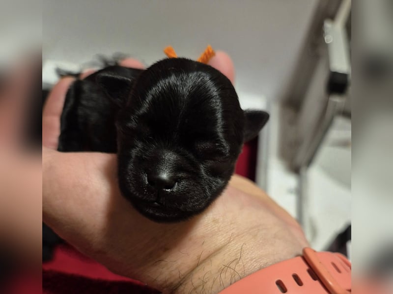 Affenpinscher Welpen WT 11.04.2025