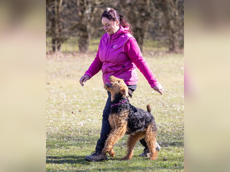 Typvolle Airedale Terrier Welpen aus Leistungszucht VDH/KfT