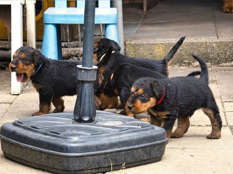 Airedale Terrier Welpen aus VDH Zucht