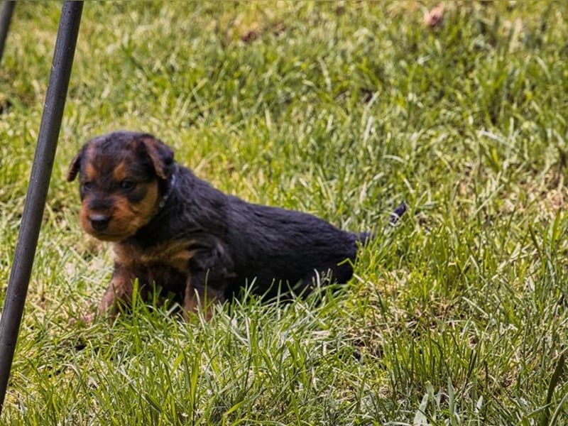 Airedale Terrier Welpen aus VDH Zucht