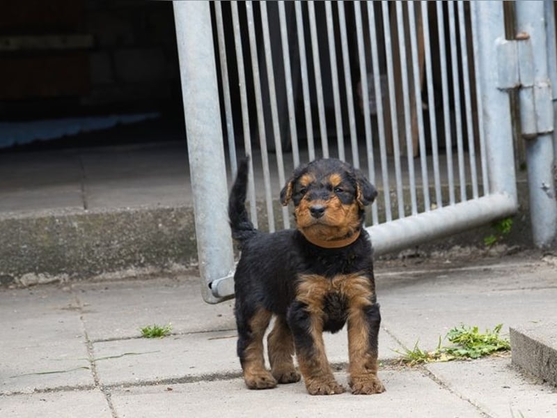 Airedale Terrier Welpen aus VDH Zucht