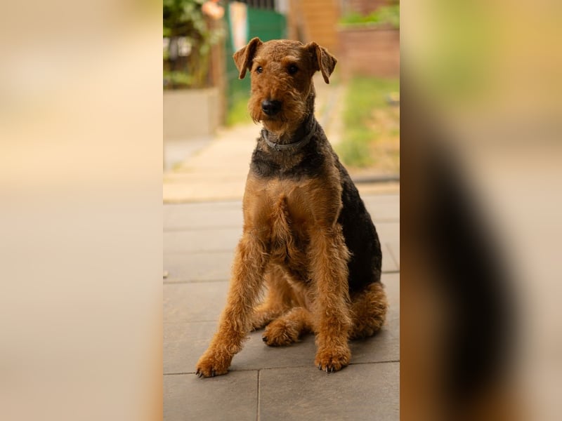 Airedale Terrier Welpen aus VDH Zucht