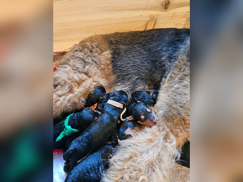 Airedale Terrier Welpen aus VDH Zucht