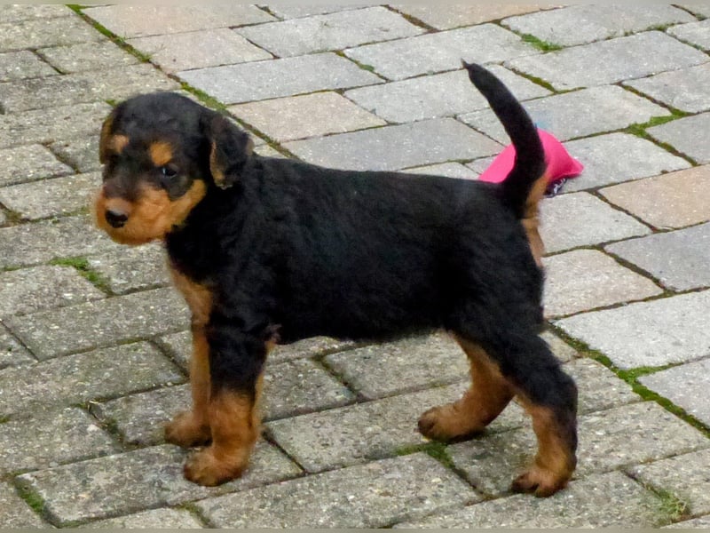Airedale Terrier Welpen für aktive Hundefreunde