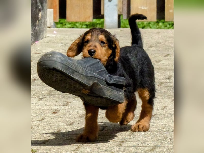 Airedale Terrier Welpen für aktive Hundefreunde