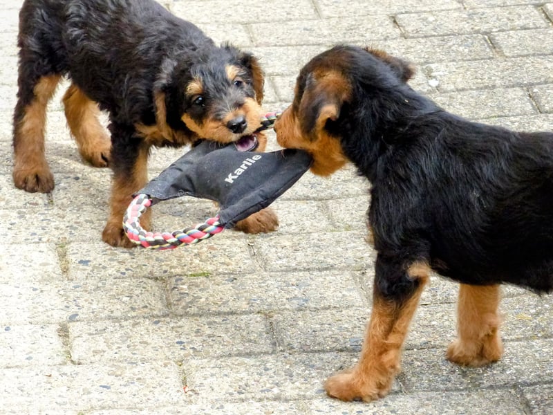 Airedale Terrier Welpen für aktive Hundefreunde