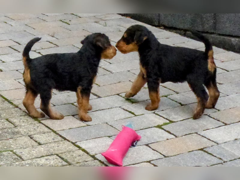 Airedale Terrier Welpen für aktive Hundefreunde