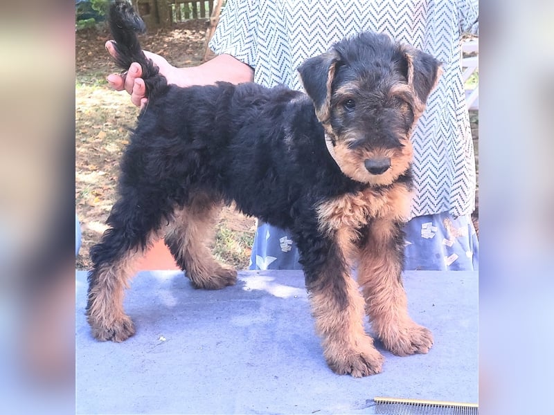 Airedale Terrier