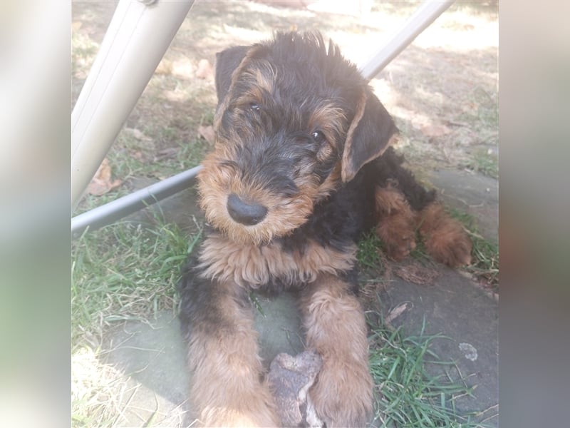 Airedale Terrier