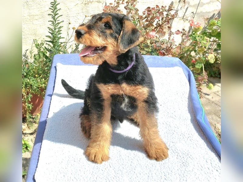 Airedale Terrier