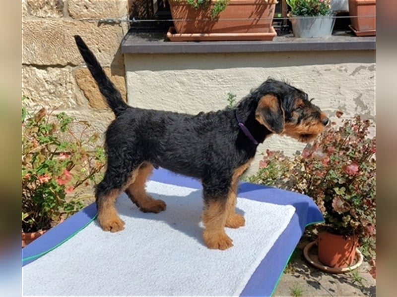 Airedale Terrier