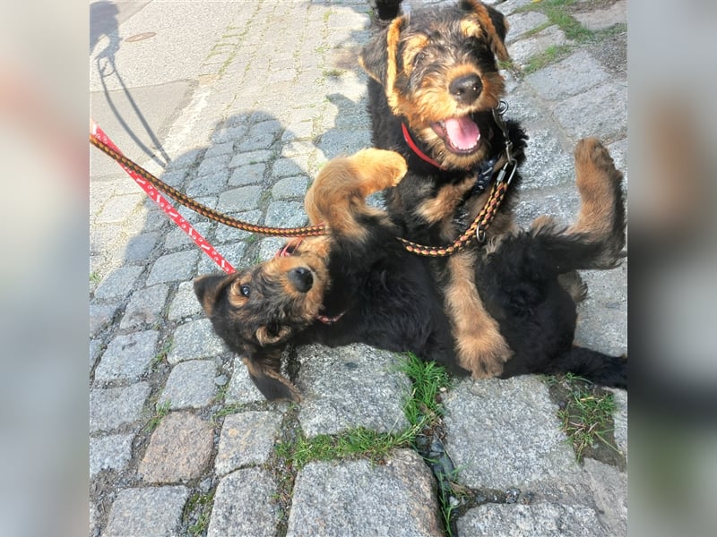 Airedale Terrier