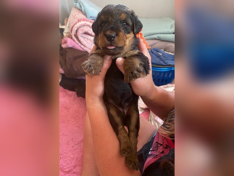 Typvolle Airedale Terrier Welpen aus Leistungszucht VDH/KfT