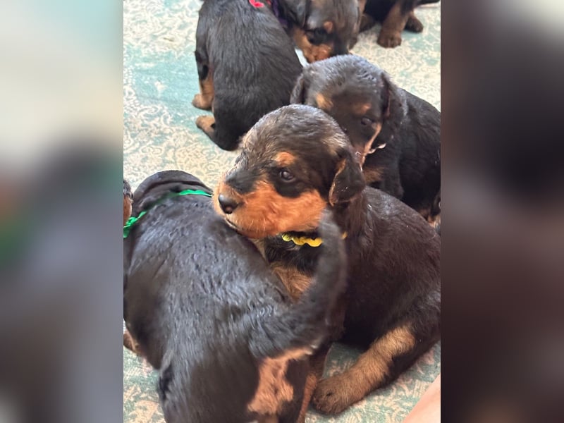 Typvolle Airedale Terrier Welpen aus Leistungszucht VDH/KfT