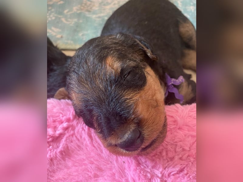 Typvolle Airedale Terrier Welpen aus Leistungszucht VDH/KfT