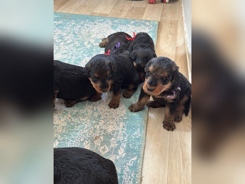 Typvolle Airedale Terrier Welpen aus Leistungszucht VDH/KfT