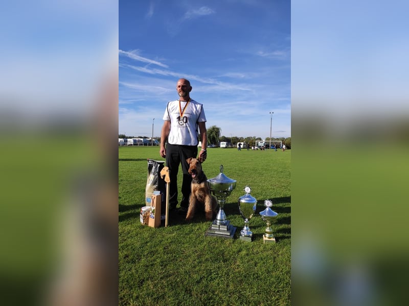 Typvolle Airedale Terrier Welpen aus Leistungszucht VDH/KfT
