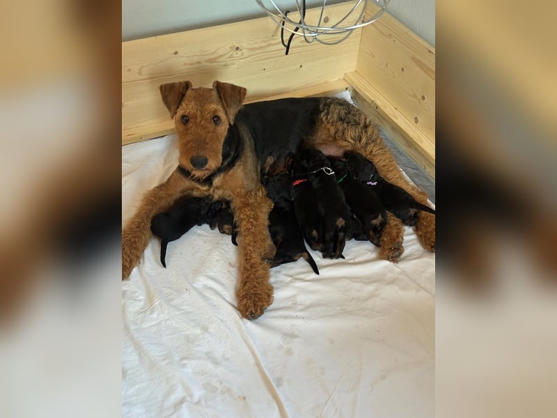 Typvolle Airedale Terrier Welpen aus Leistungszucht VDH/KfT