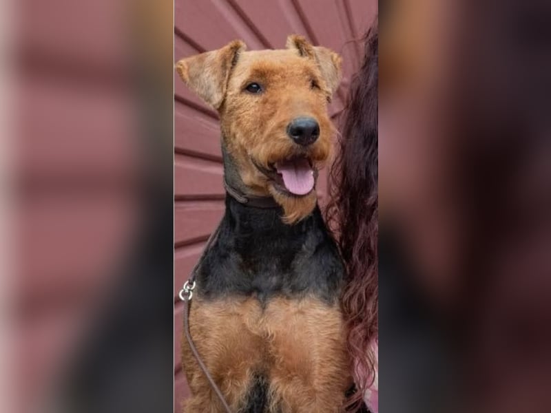Typvolle Airedale Terrier Welpen aus Leistungszucht VDH/KfT