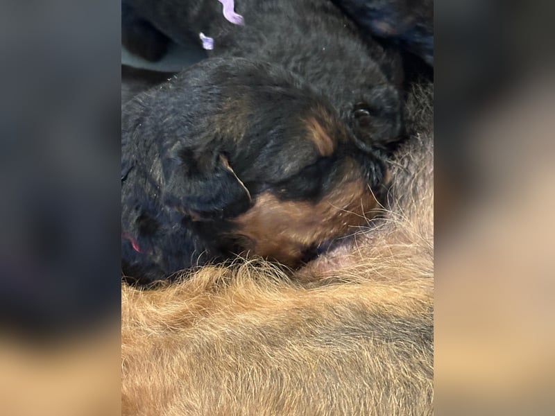 Typvolle Airedale Terrier Welpen aus Leistungszucht VDH/KfT