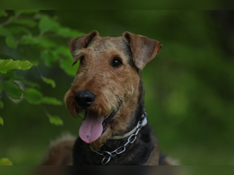 Typvolle Airedale Terrier Welpen aus Leistungszucht VDH/KfT