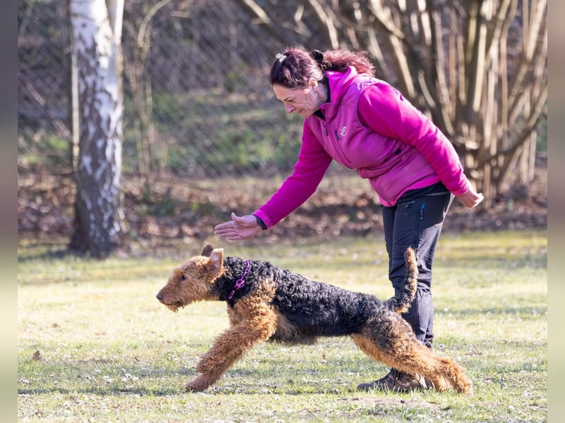 Typvolle Airedale Terrier Welpen aus Leistungszucht VDH/KfT