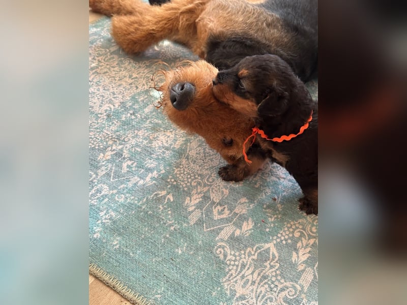 Typvolle Airedale Terrier Welpen aus Leistungszucht VDH/KfT