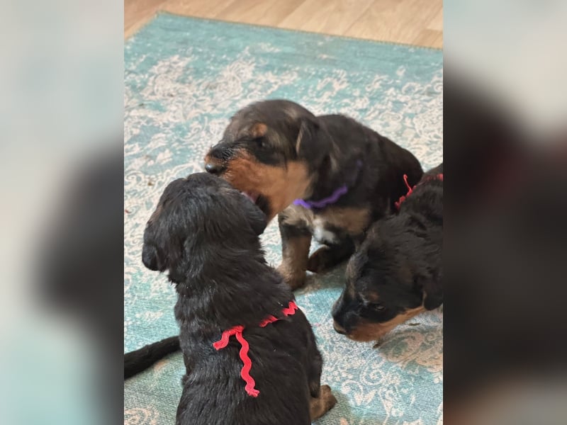 Typvolle Airedale Terrier Welpen aus Leistungszucht VDH/KfT