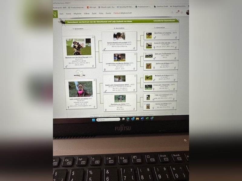 Typvolle Airedale Terrier Welpen aus Leistungszucht VDH/KfT