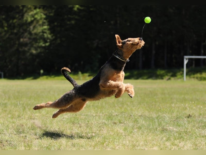 Typvolle Airedale Terrier Welpen aus Leistungszucht VDH/KfT