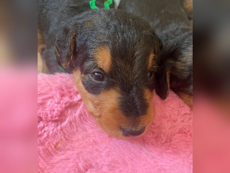Typvolle Airedale Terrier Welpen aus Leistungszucht VDH/KfT