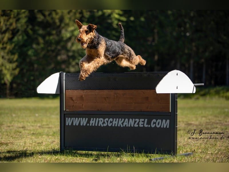 Typvolle Airedale Terrier Welpen aus Leistungszucht VDH/KfT