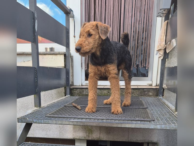 Airedale Terrier Hündin