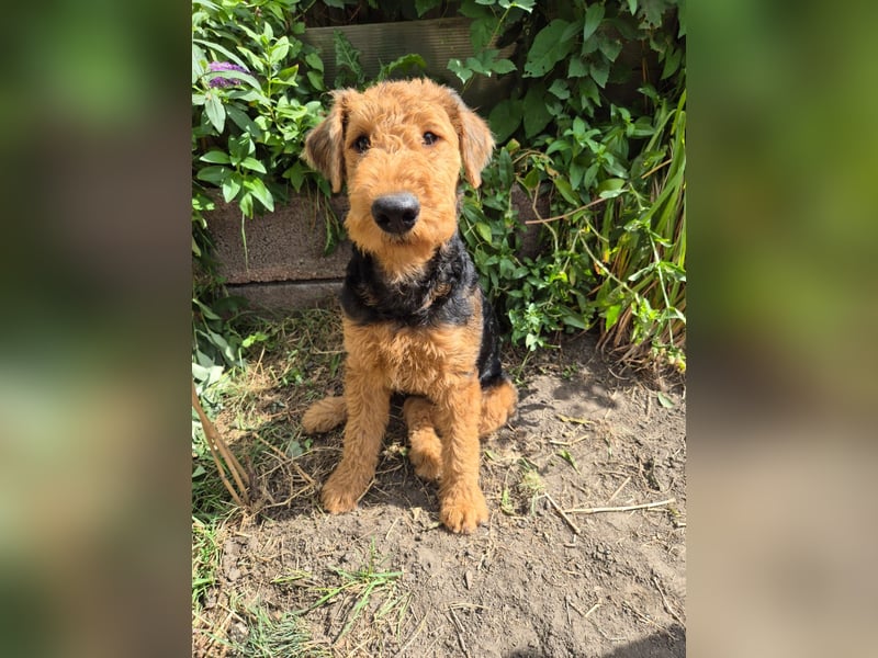 Airedale Terrier Hündin
