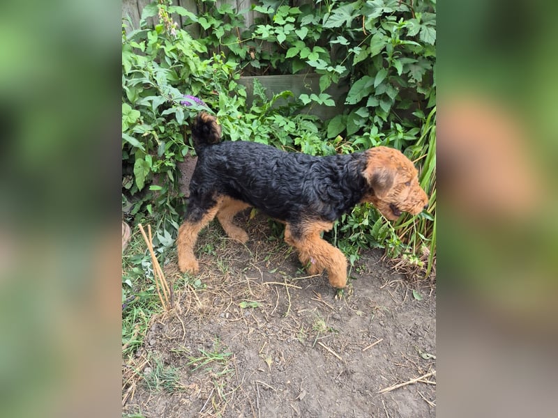 Airedale Terrier Hündin
