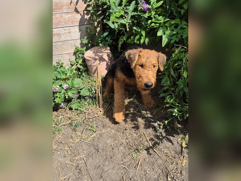 Airedale Terrier Hündin