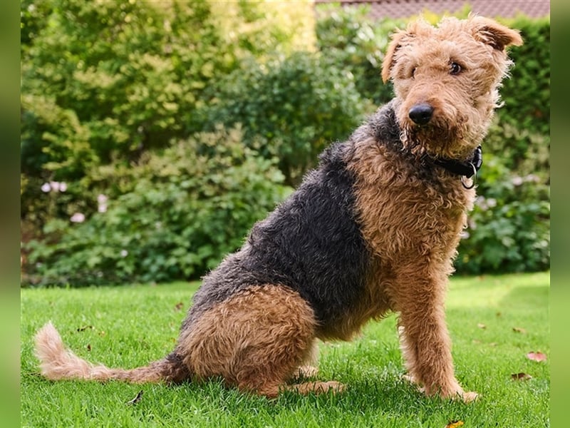 Airedale-Terrier Hündin sucht neues Zuhause