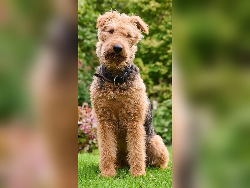 Airedale-Terrier Hündin sucht neues Zuhause