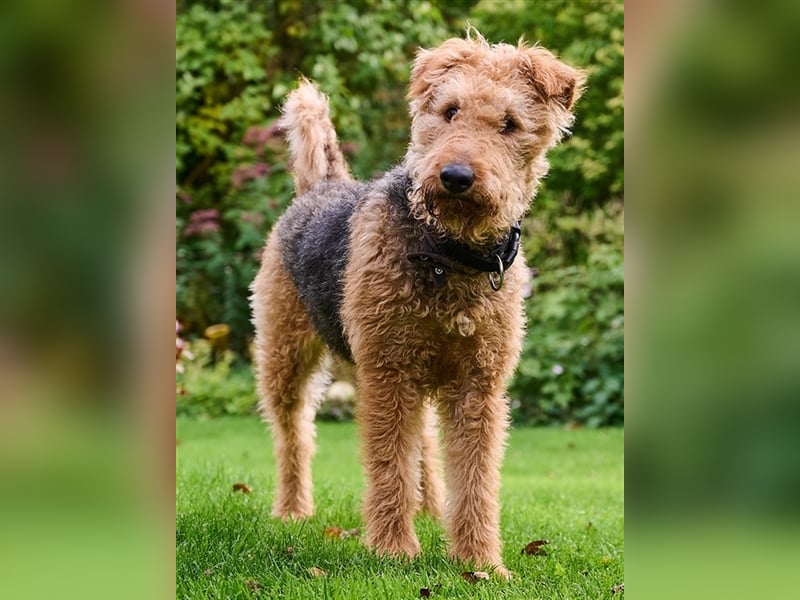 Airedale-Terrier Hündin sucht neues Zuhause